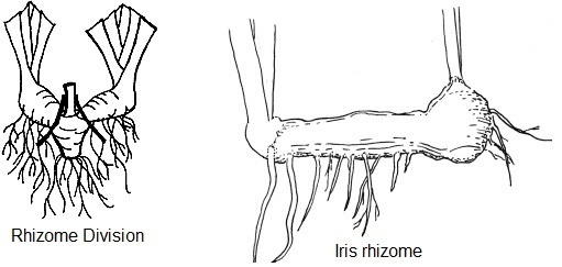 Rhizome Root