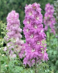 delphinium-mini-pinks-.jpg