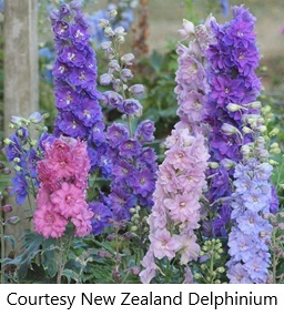 delphinium-new-zealand.jpg